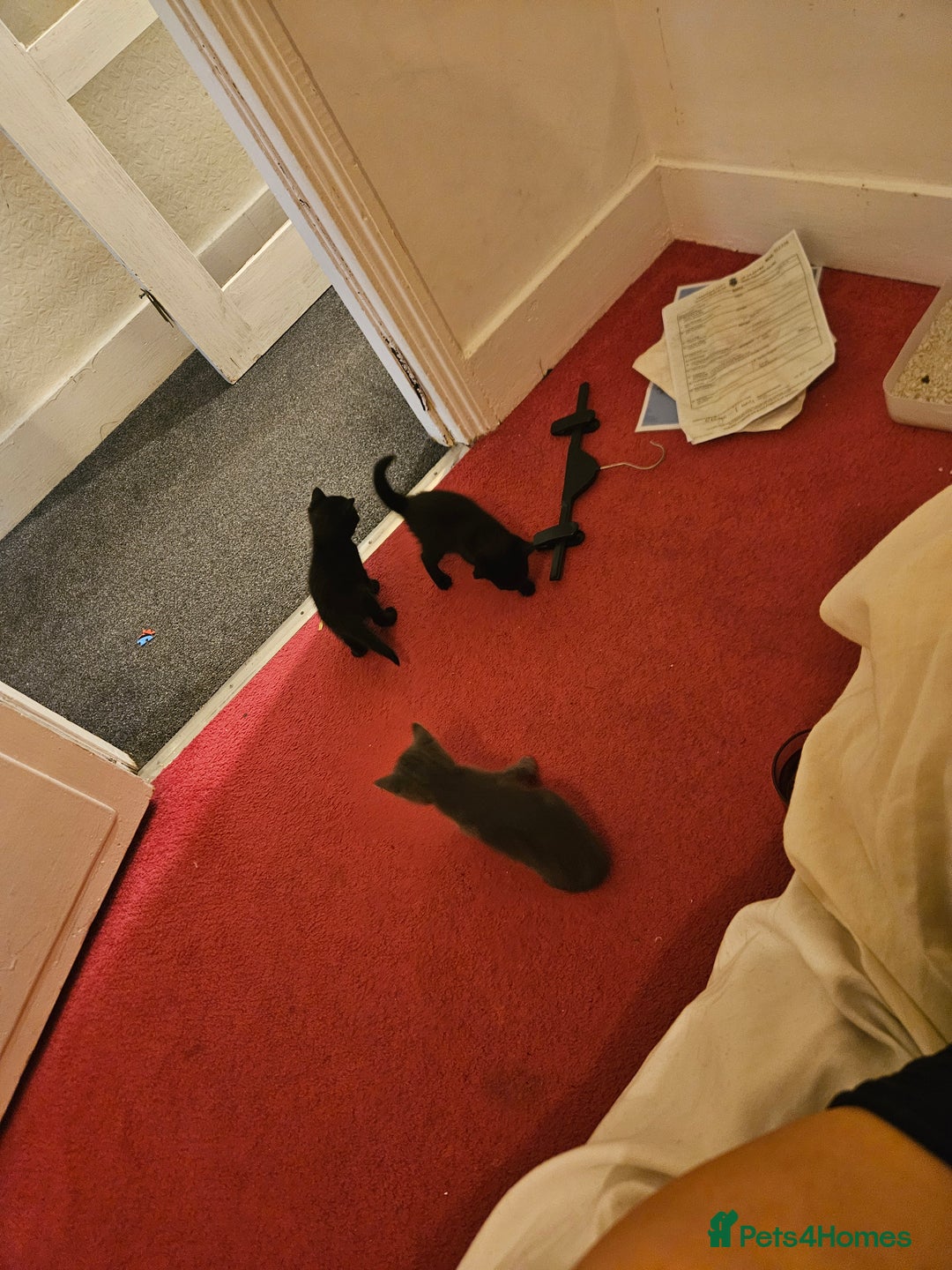 British Longhair cats for sale: Kitten - Image 3