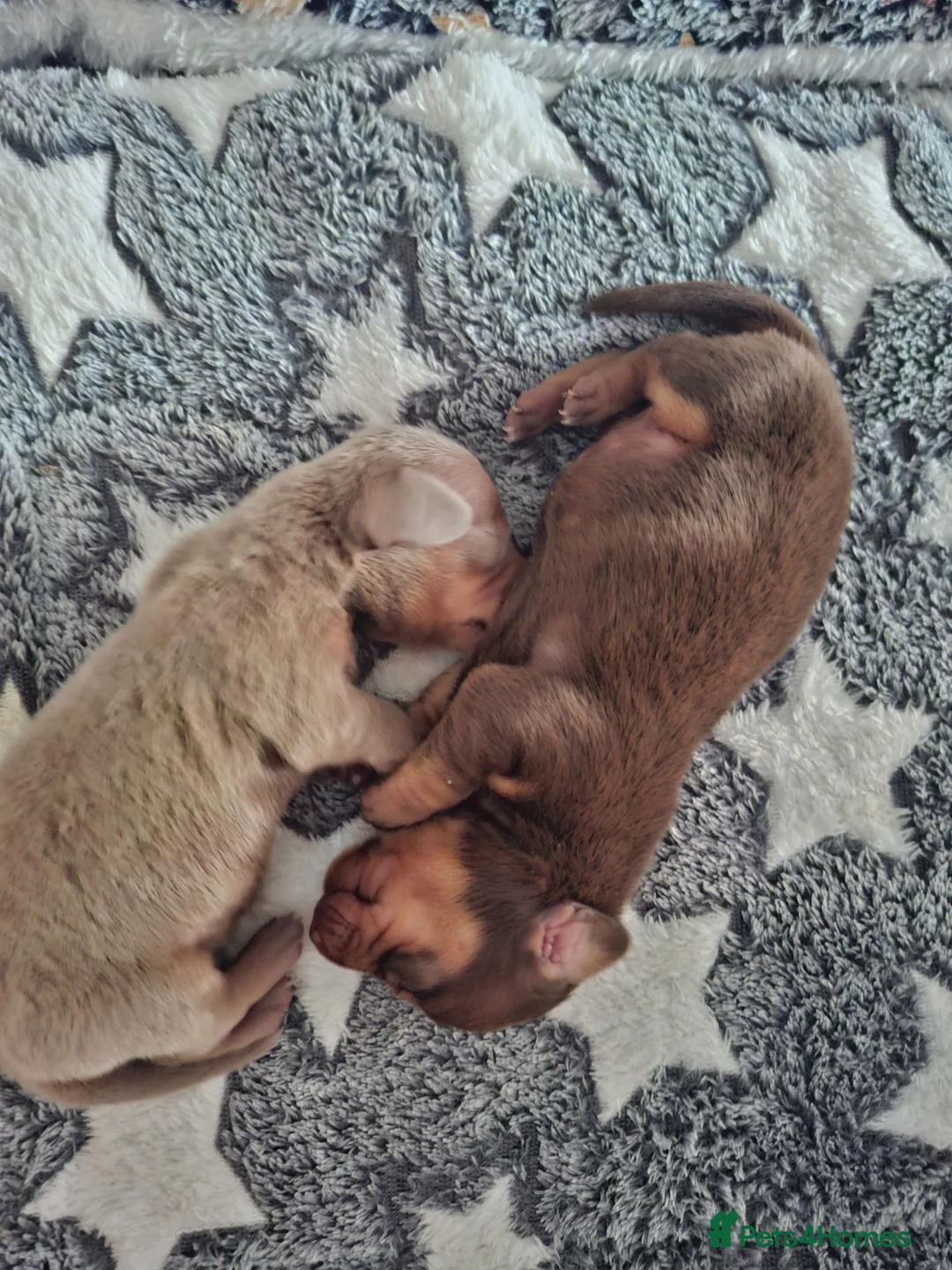 Miniature Dachshund dogs for sale: 2 miniture dachshunds 1 boy 1 girl - Advert 2
