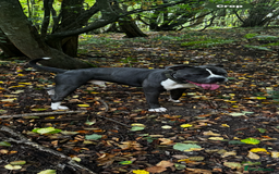 Dorset Olde Tyme Bulldogge dogs for sale: Olde tyme bulldogge puppies - Image 3
