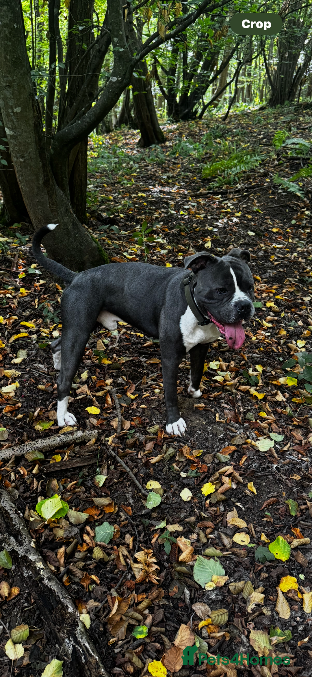 Dorset Olde Tyme Bulldogge dogs for sale: Olde tyme bulldogge puppies - Image 3