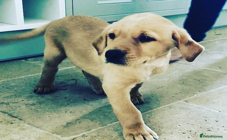Labrador Retriever dogs - Advert 13