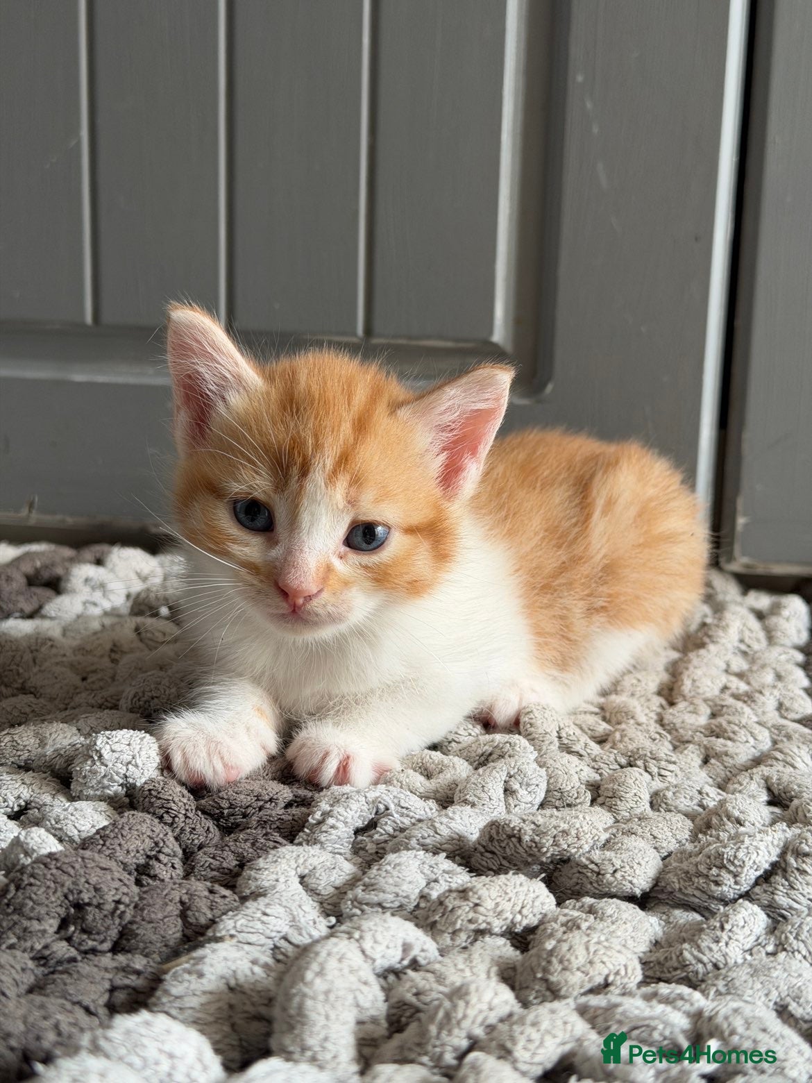 Mixed Breed cats 1 Beautiful Kitten Looking for her Forever Home - Advert 6