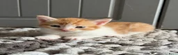 Mixed Breed cats for sale: 4 Beautiful Kittens Looking for Their Forever Home - Advert 2