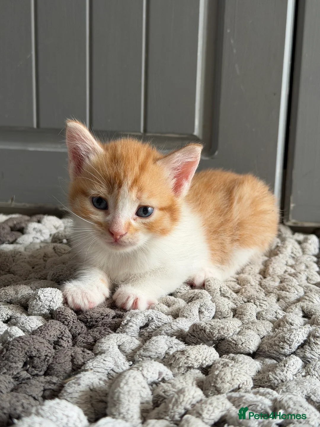 Mixed Breed cats for sale: 4 Beautiful Kittens Looking for Their Forever Home - Advert 2