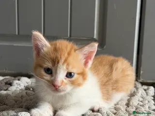 Mixed Breed cats 1 Beautiful Kitten Looking for her Forever Home - Advert 6