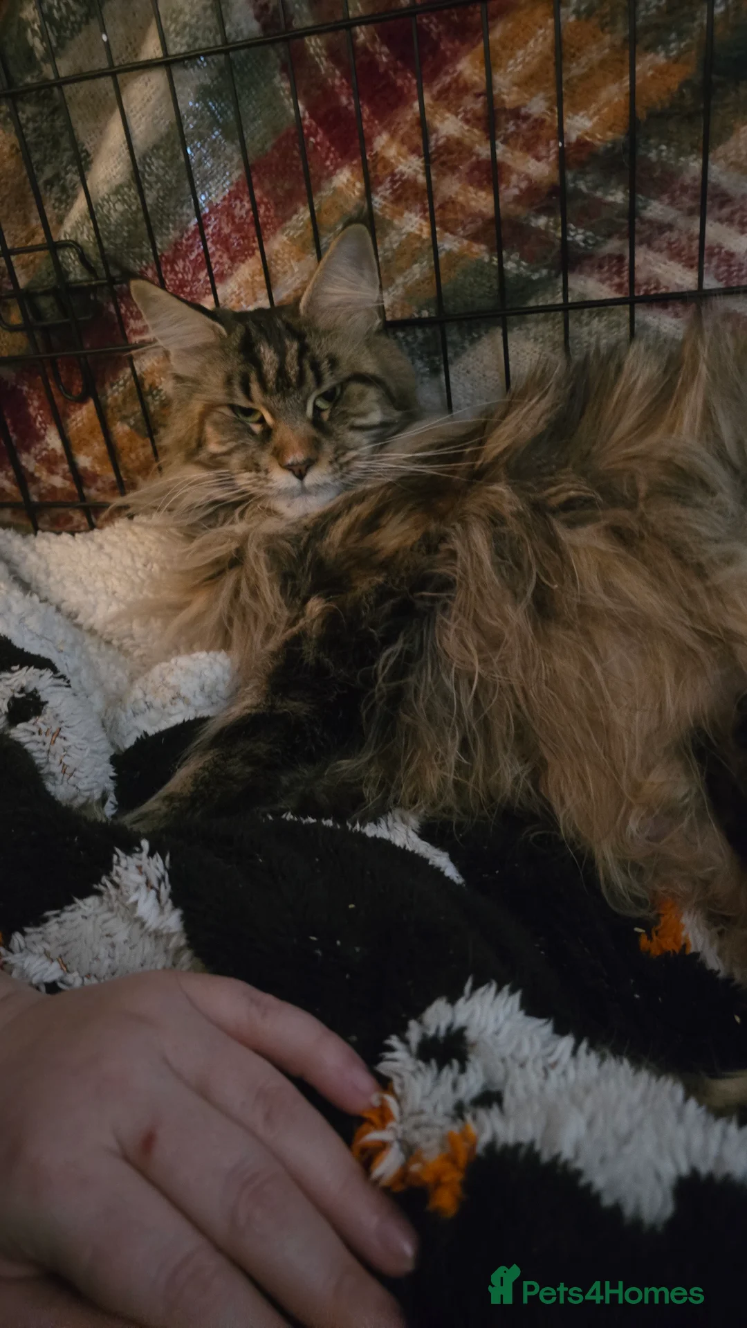 Maine Coon cats for sale: TICA REG MAINECOONS  - Advert 20