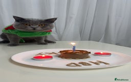 British Shorthair cats for sale: British short hair  - Image 3