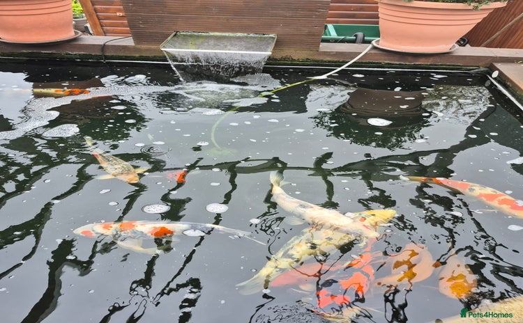 Koi Carp fish - Advert 1