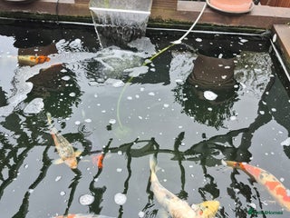 Koi Carp fish - Advert 3