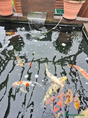 Koi Carp fish - Advert 1
