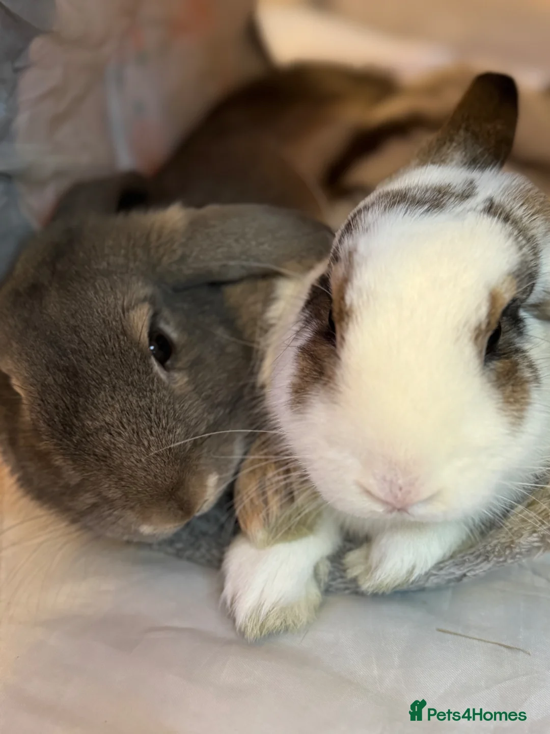 Mini Lop rabbits for sale: Mini lop bunnies for sale  - Advert 11