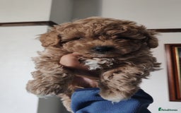 Maltipoo dogs for sale: Stunning Maltipoo Puppies - Image 10