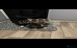 French Bulldog dogs for sale: French Bulldogs  - Image 7