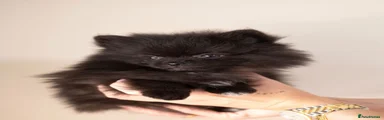 Pomeranian 1