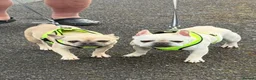 French Bulldog dogs for sale: French bulldog pups for sale  - Advert 18
