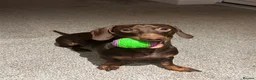 Miniature Dachshund dogs for stud: Beautiful chocolate stud  - Advert 5