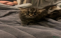 British Shorthair cats for sale: 4 Beautiful British Shorthair cross Kittens  - Image 38