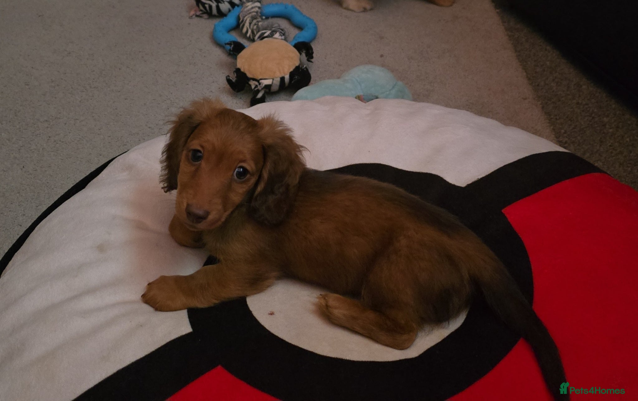 Miniature Dachshund dogs for sale: Beautiful shaded red boy - Advert 1