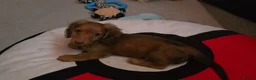 Miniature Dachshund dogs for sale: Beautiful shaded red boy - Advert 1
