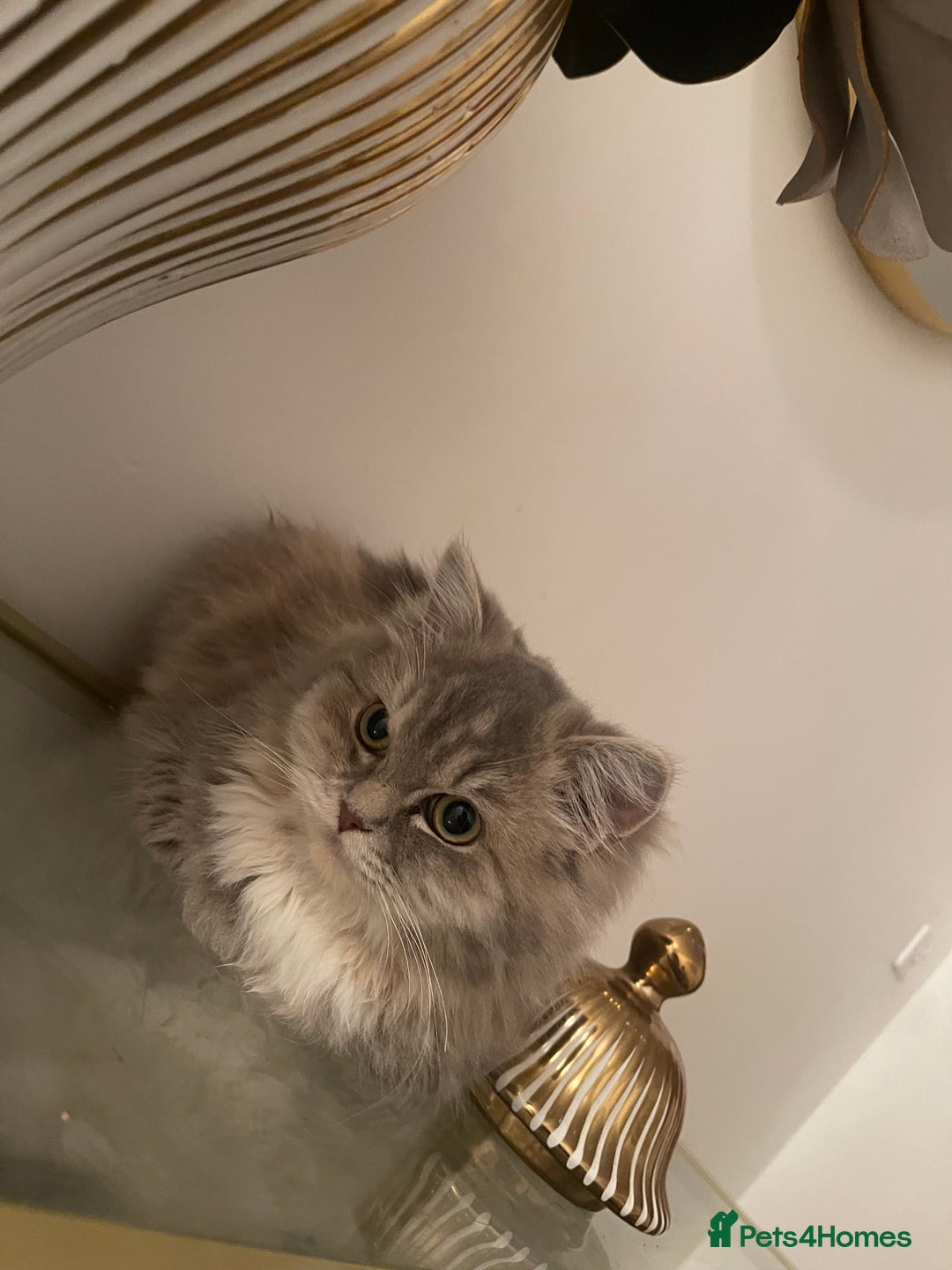 Persian cats for sale: persian kittens and mum - Advert 5