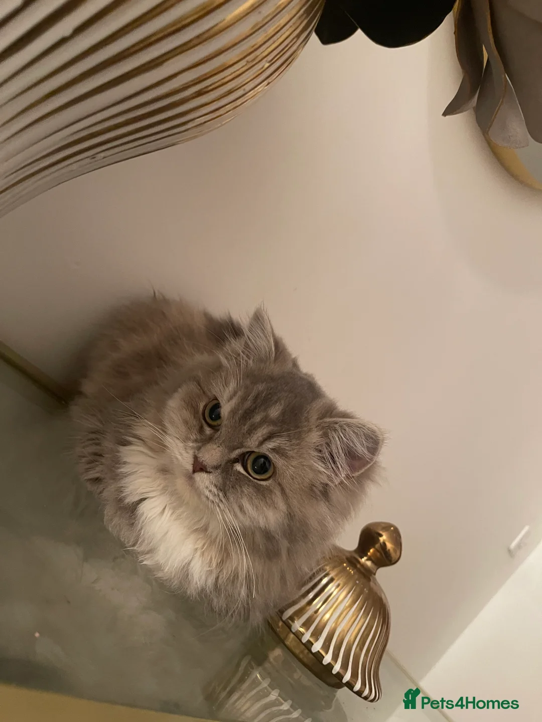 Persian cats for sale: persian kittens and mum - Advert 3