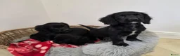 Cocker Spaniel dogs for sale: Working Type Cocker Spaniels - Advert 13