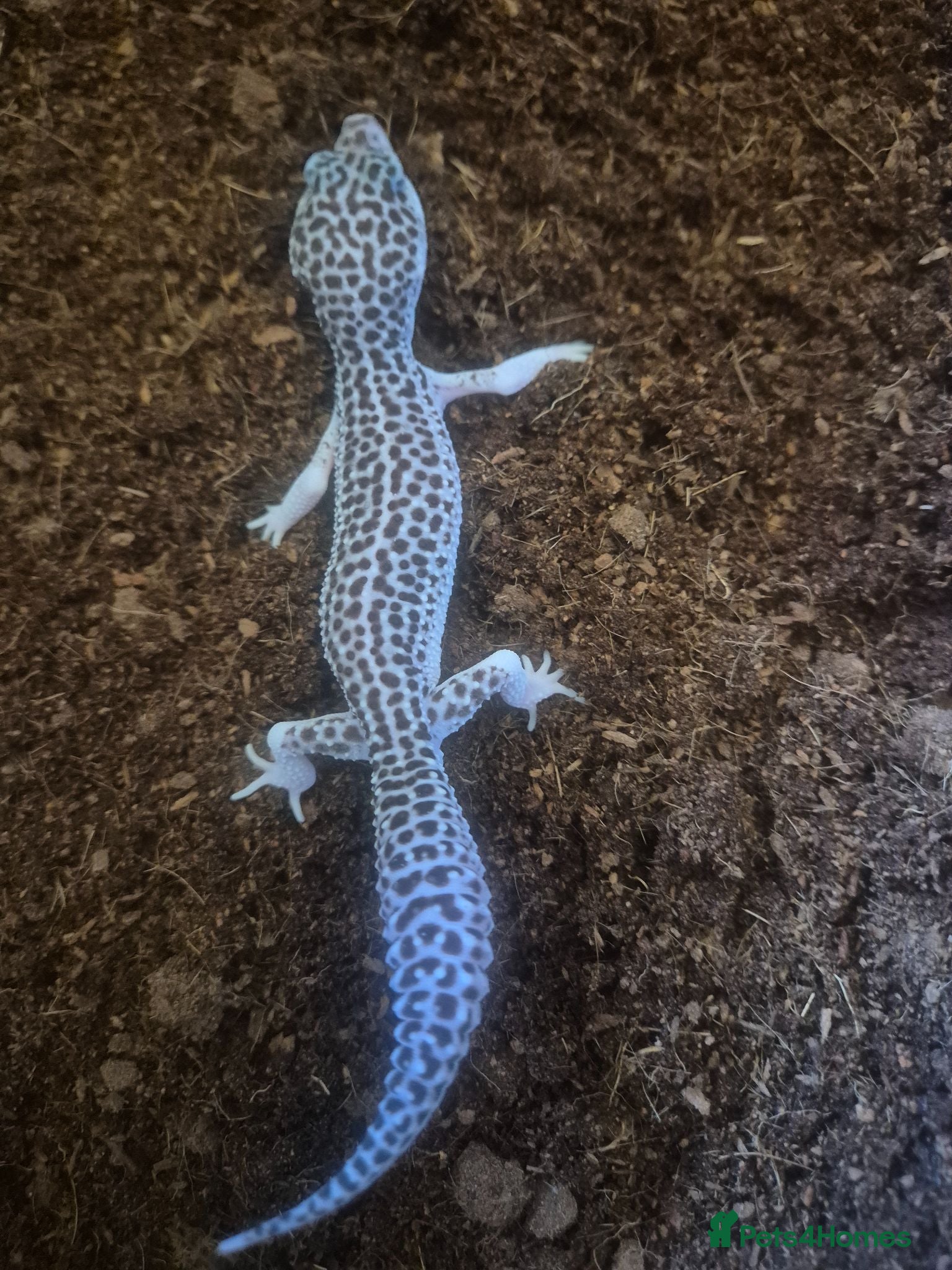 Mixed Breed reptiles Ball python for sale and Leopard Geckos  - Advert 17