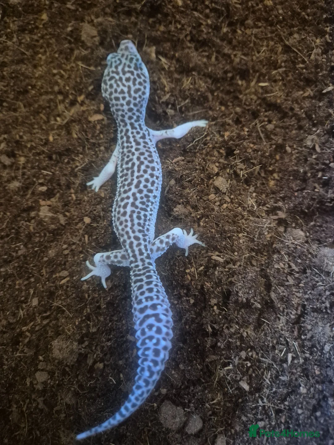 Mixed Breed reptiles for sale: Ball python for sale and Leopard Geckos  - Advert 1