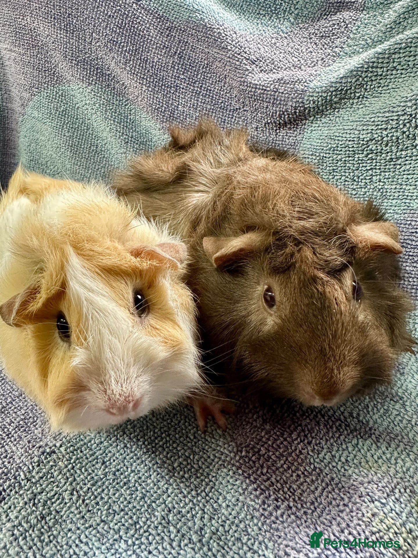 Guinea Pig rodents Gorgeous Pair Of Female Guinea Pigs Available - Advert 1