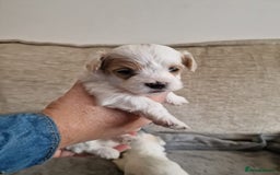 Maltipoo dogs for sale: Minnies maltipoos  - Image 9