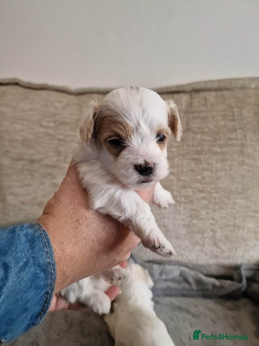 Maltipoo dogs for sale: Minnies maltipoos  - Image 9