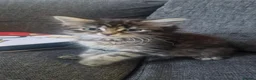 Maine Coon cats for sale: Kittens for sale - Advert 8