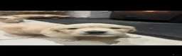 Golden Retriever dogs for sale: Golden retriever puppies  - Advert 7