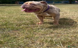 English Bulldog dogs for sale: English bulldog  - Advert 2