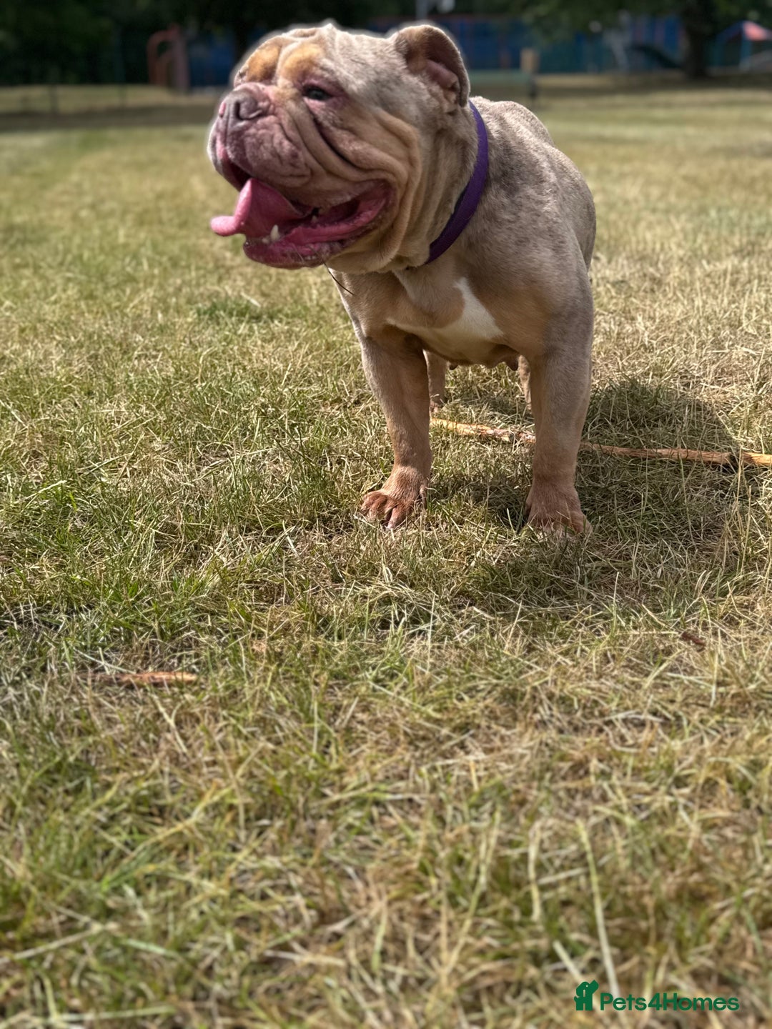 English Bulldog dogs for sale: English bulldog  - Advert 2