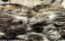 Persian cats for sale: Persian Ragdoll Kittens for sale  in Sidcup - Image 1