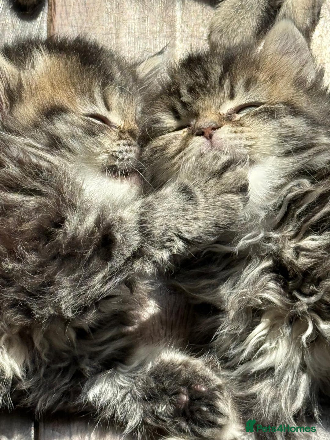Persian cats for sale: Persian Ragdoll Kittens for sale  in Sidcup - Image 1