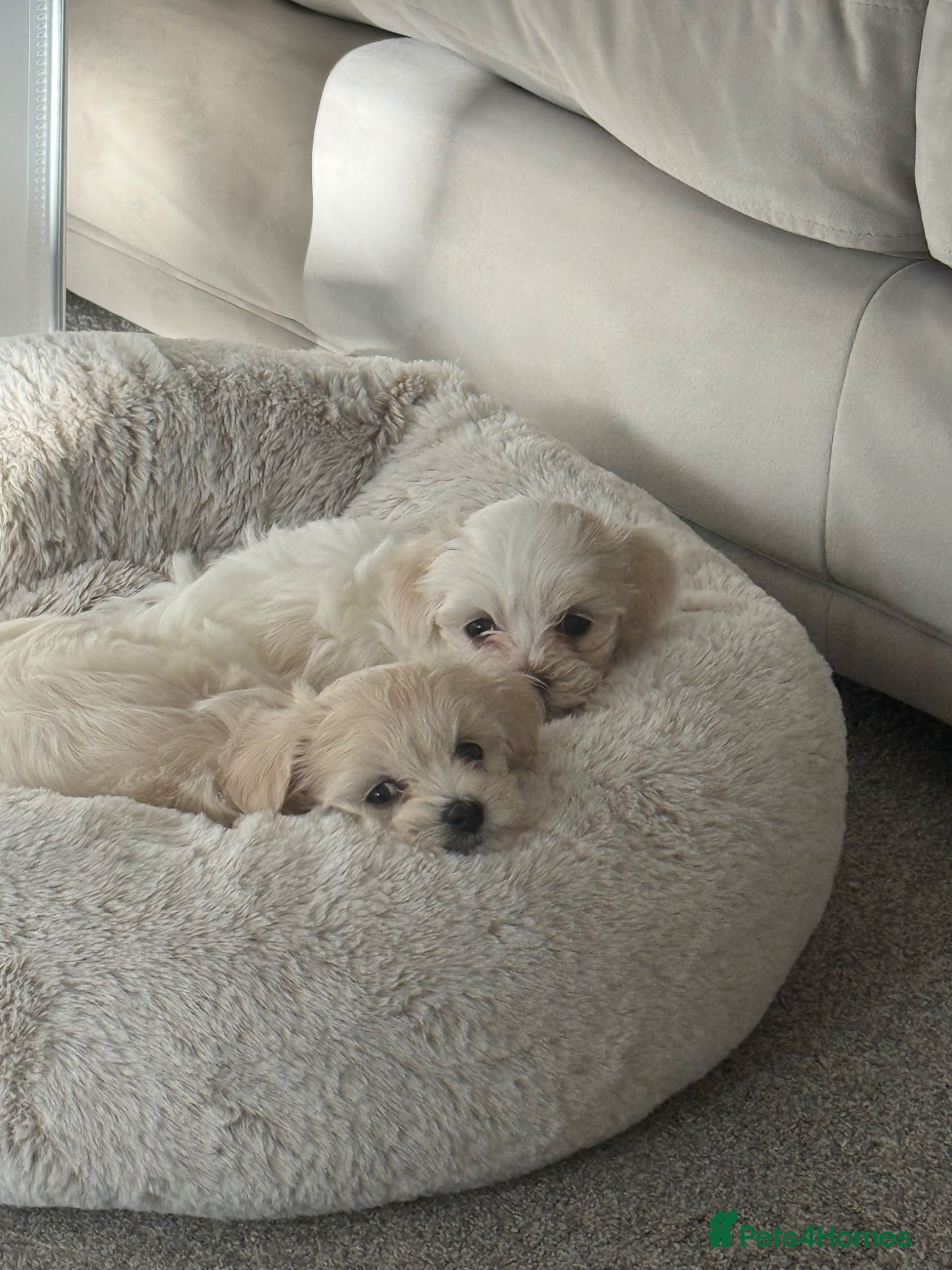 Maltipoo dogs 2x Beautiful Maltipoo puppies for sale  - Advert 5