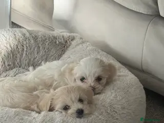 Maltipoo dogs 2x Beautiful Maltipoo puppies for sale - Advert 5