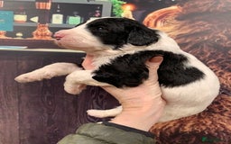 Sheepadoodle dogs for sale: Medium Sheepadoodle Puppies Available  - Image 27