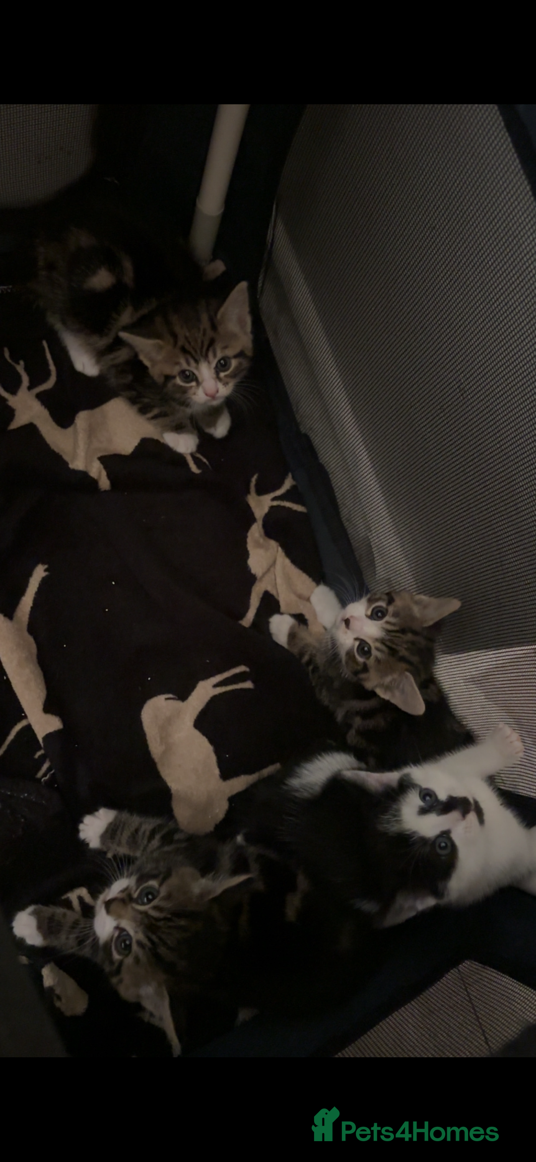 American Shorthair cats for sale: Kittens for Sale - Advert 13