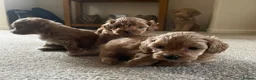 Maltipoo dogs for sale: 3 Stunning male  multipoo puppies in Chatteris - Advert 7