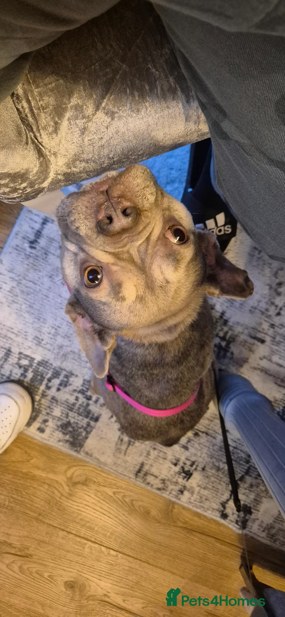 Mixed Breed dogs for sale: French Bulldog - Advert 1