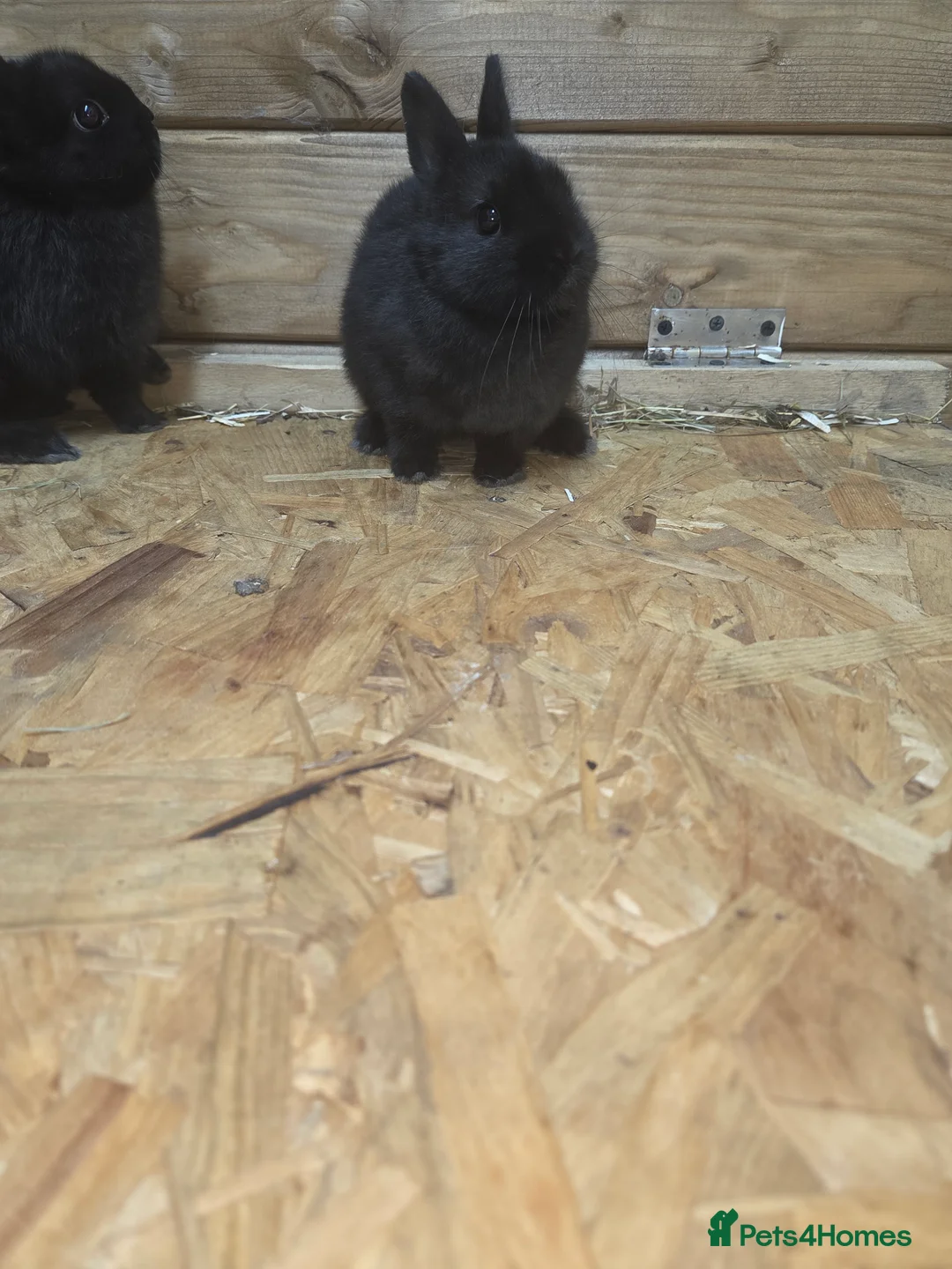 Netherland Dwarf rabbits for sale: 3 netherland dwarf bucks for sale  - Advert 4
