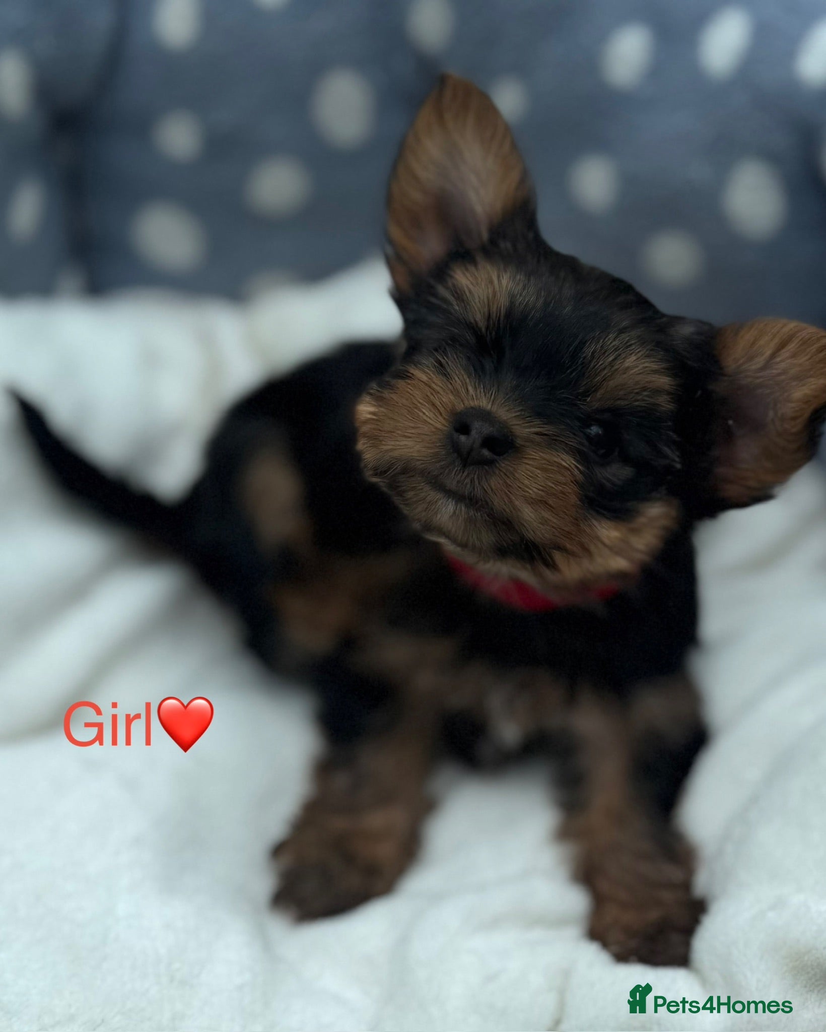 Yorkshire Terrier dogs Miniature yourkshire terrier - Advert 1
