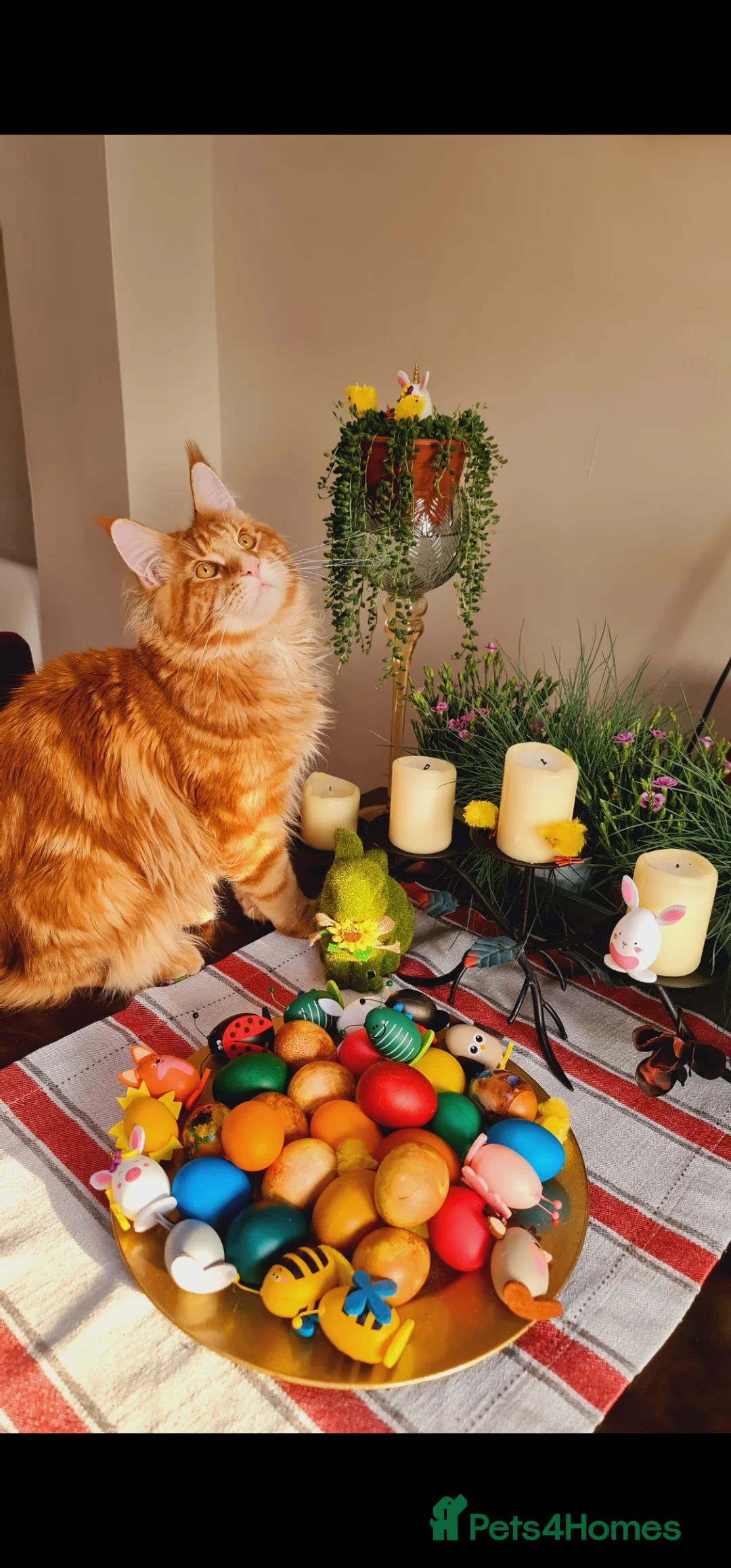 Maine Coon cats for stud: Chack Noris (Red Blotched Tabby) in New Malden - Advert 11