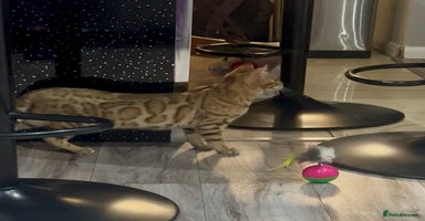 Bengal cats Stunning TICA 5 Generation Pedigree Kittens - Advert 12