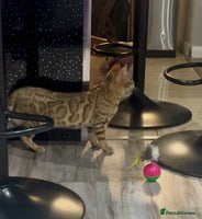 Bengal cats Stunning TICA 5 Generation Pedigree Kittens - Advert 11