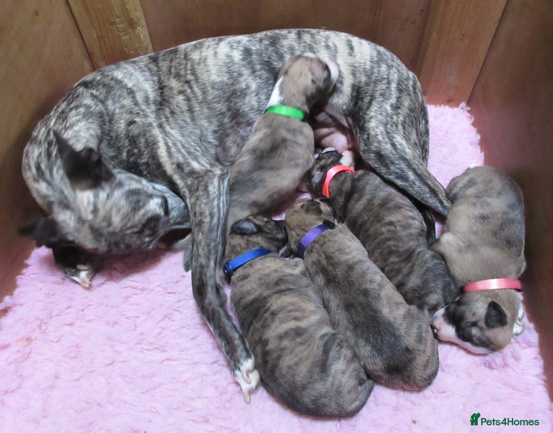 Whippet dogs for sale: Exceptional Small Show Type Whippets in Welshpool - Image 10
