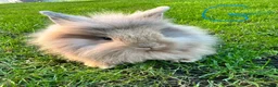 Lionhead rabbits for sale: Lionhead rabbits for sale  - Advert 20